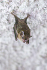 Lesser mouse-eared bat