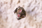 Lesser mouse-eared bat