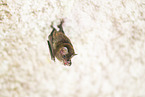 Lesser mouse-eared bat