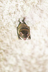 Lesser mouse-eared bat