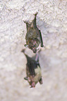Lesser mouse-eared bat