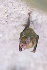 Lesser mouse-eared bat