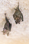 Lesser mouse-eared bat