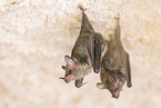 Lesser mouse-eared bat