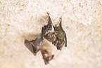 Lesser mouse-eared bat