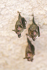 Lesser mouse-eared bat