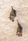 Lesser mouse-eared bat