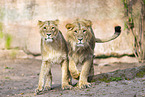 Asiatic lion