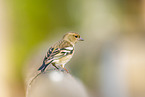 chaffinch