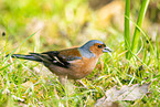 chaffinch