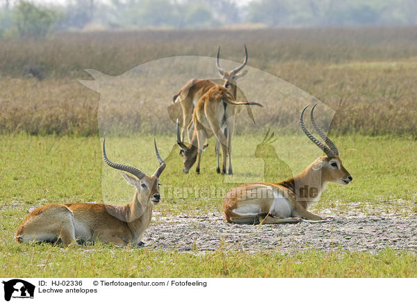 Lechwe antelopes / HJ-02336