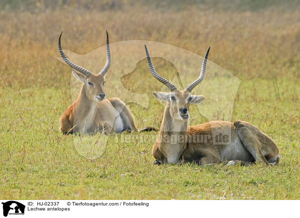 Lechwe antelopes / HJ-02337