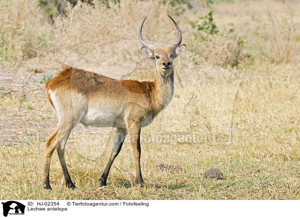 Letschwe / Lechwe antelope / HJ-02354