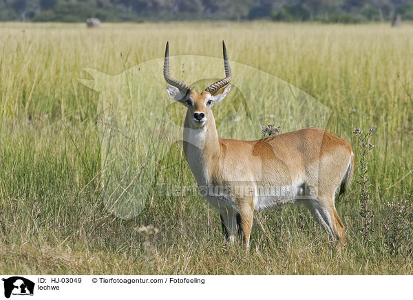 Letschwe / lechwe / HJ-03049