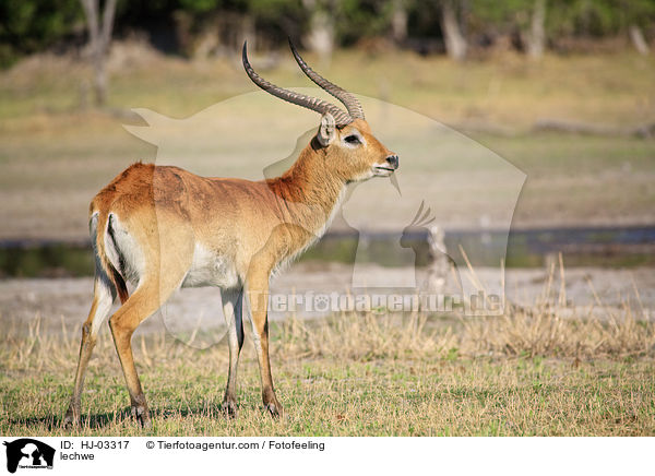 Letschwe / lechwe / HJ-03317