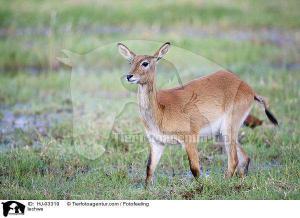 Letschwe / lechwe / HJ-03319