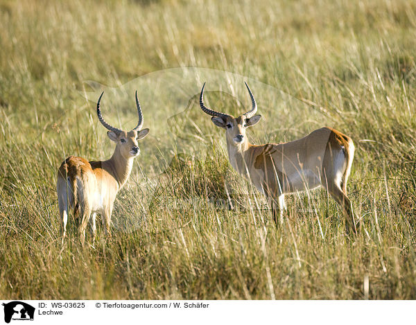 Letschwen / Lechwe / WS-03625