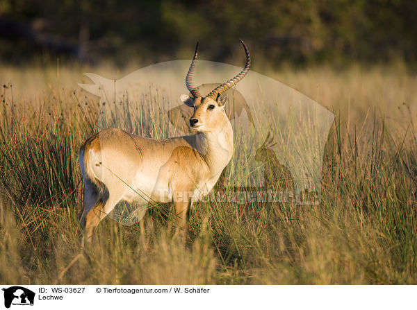 Letschwe / Lechwe / WS-03627