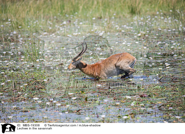 Lechwe in the savannah / MBS-19308