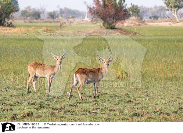 Letschwe in der Savanne / Lechwe in the savannah / MBS-19333