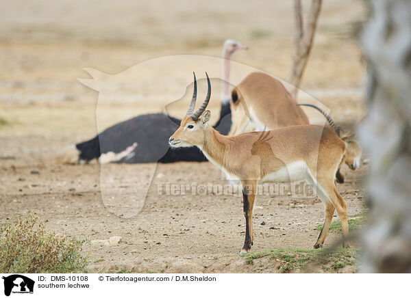 Letschwe / southern lechwe / DMS-10108