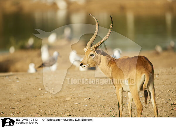 southern lechwe / DMS-10113