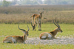 Lechwe antelopes
