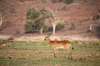 Lechwe in the savannah