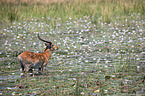 Lechwe in the savannah