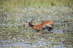 Lechwe in the savannah