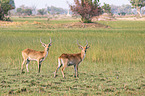 Lechwe in the savannah