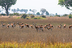 Lechwe in the savannah