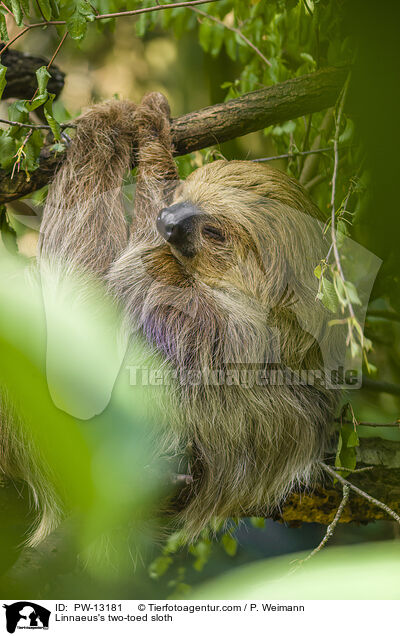 Linnaeus's two-toed sloth / PW-13181