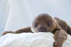Linné's two-toed sloth
