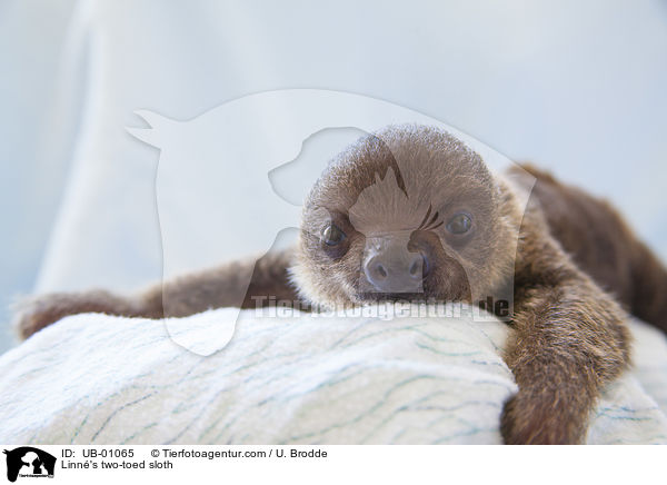 Linn's two-toed sloth / UB-01065