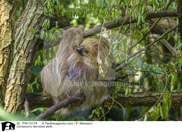 Zweifinger-Faultier / Linnaeus's two-toed sloth / PW-13178