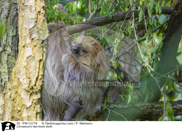 Zweifinger-Faultier / Linnaeus's two-toed sloth / PW-13179
