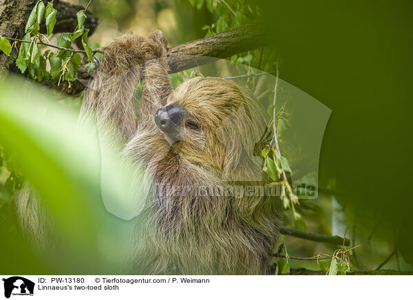 Linnaeus's two-toed sloth / PW-13180
