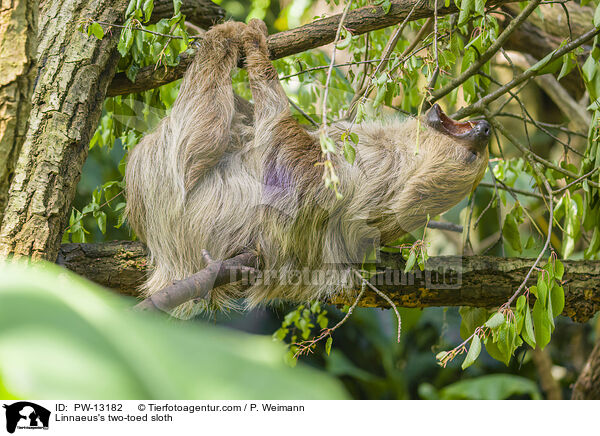 Linnaeus's two-toed sloth / PW-13182