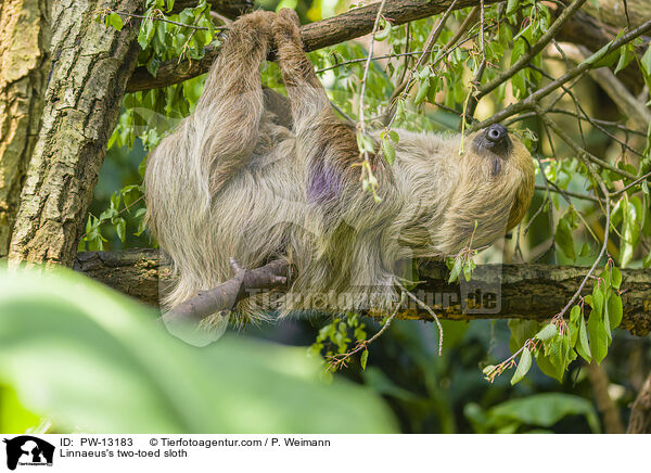 Zweifinger-Faultier / Linnaeus's two-toed sloth / PW-13183