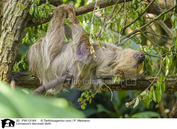 Linnaeus's two-toed sloth / PW-13184