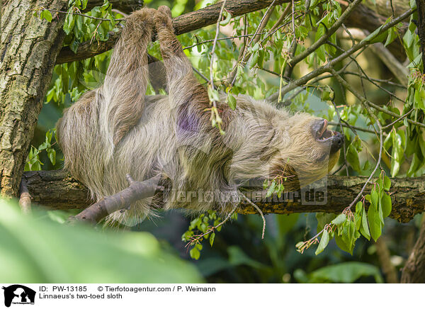 Linnaeus's two-toed sloth / PW-13185