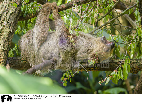Linnaeus's two-toed sloth / PW-13186
