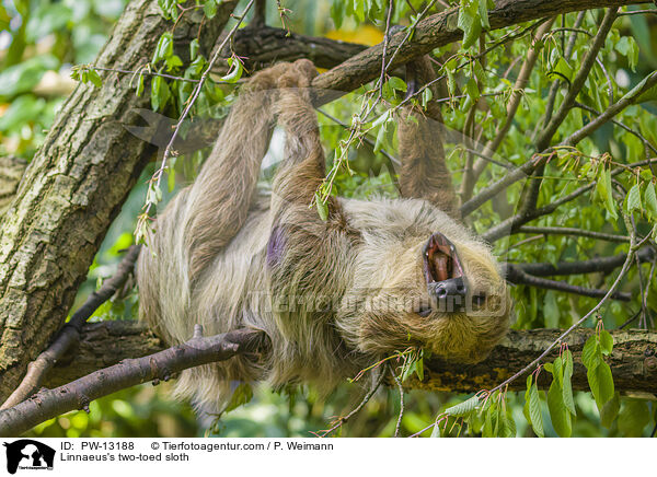 Linnaeus's two-toed sloth / PW-13188