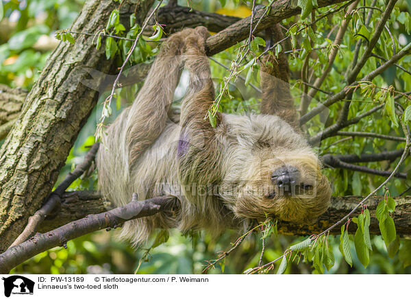 Linnaeus's two-toed sloth / PW-13189