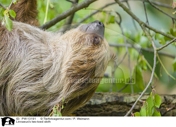 Linnaeus's two-toed sloth / PW-13191