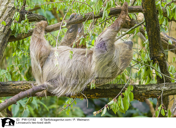 Linnaeus's two-toed sloth / PW-13192
