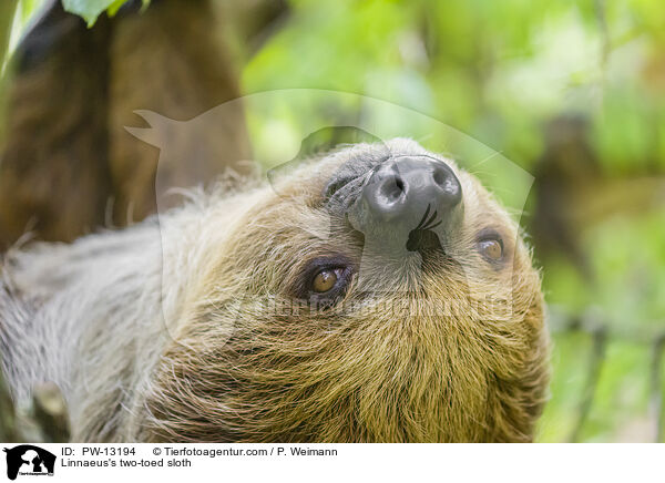 Linnaeus's two-toed sloth / PW-13194