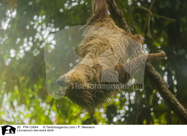 Zweifinger-Faultier / Linnaeus's two-toed sloth / PW-13894