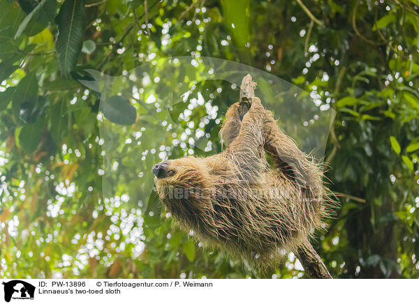 Zweifinger-Faultier / Linnaeus's two-toed sloth / PW-13896